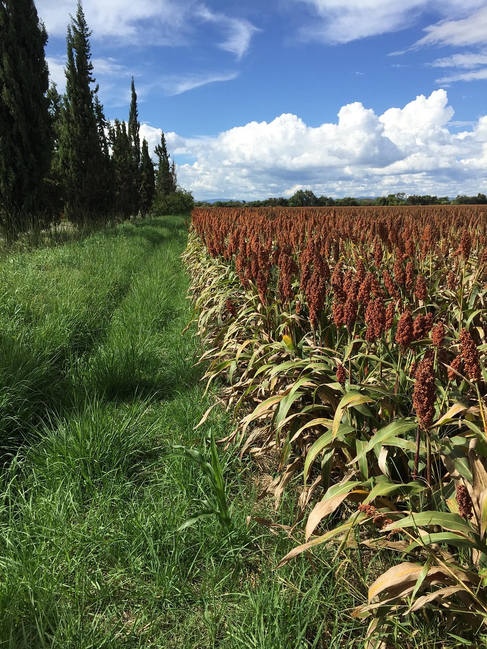 Sorghum field
