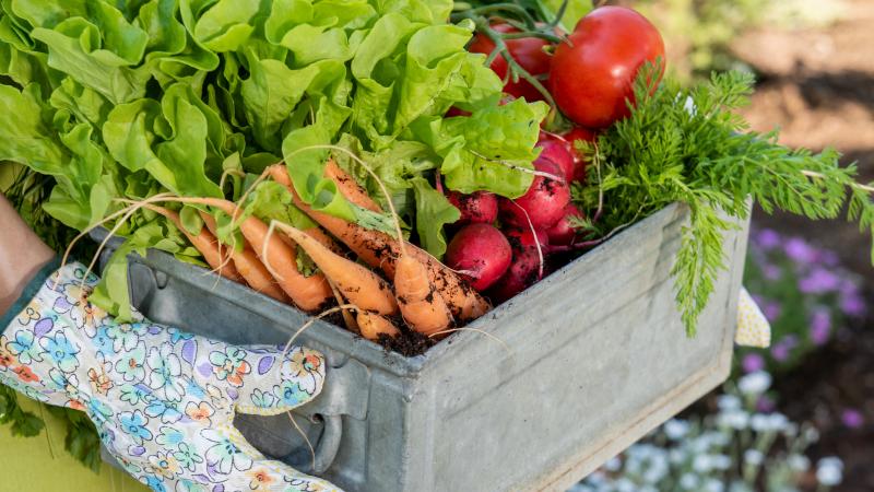 Gardner with crate of vegetables