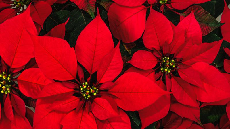 Red poinsettias