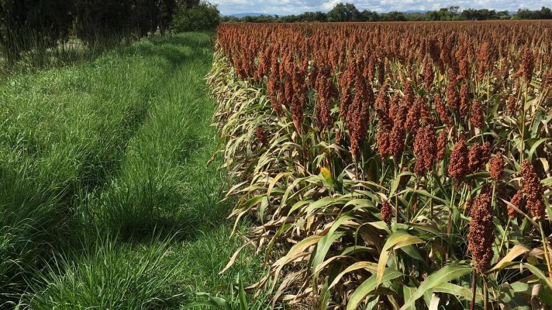 Sorghum field