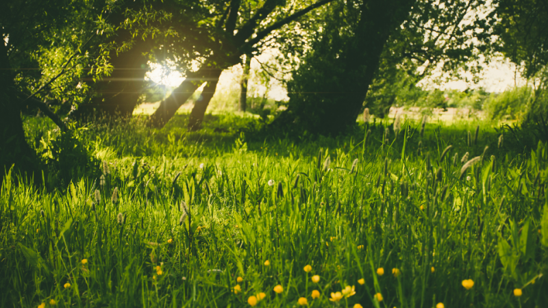 Grass with trees in background