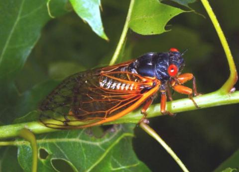 Periodical cicada photo